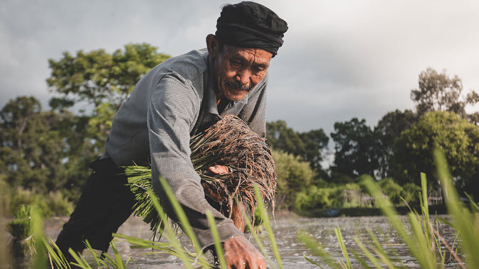 Man picking plants