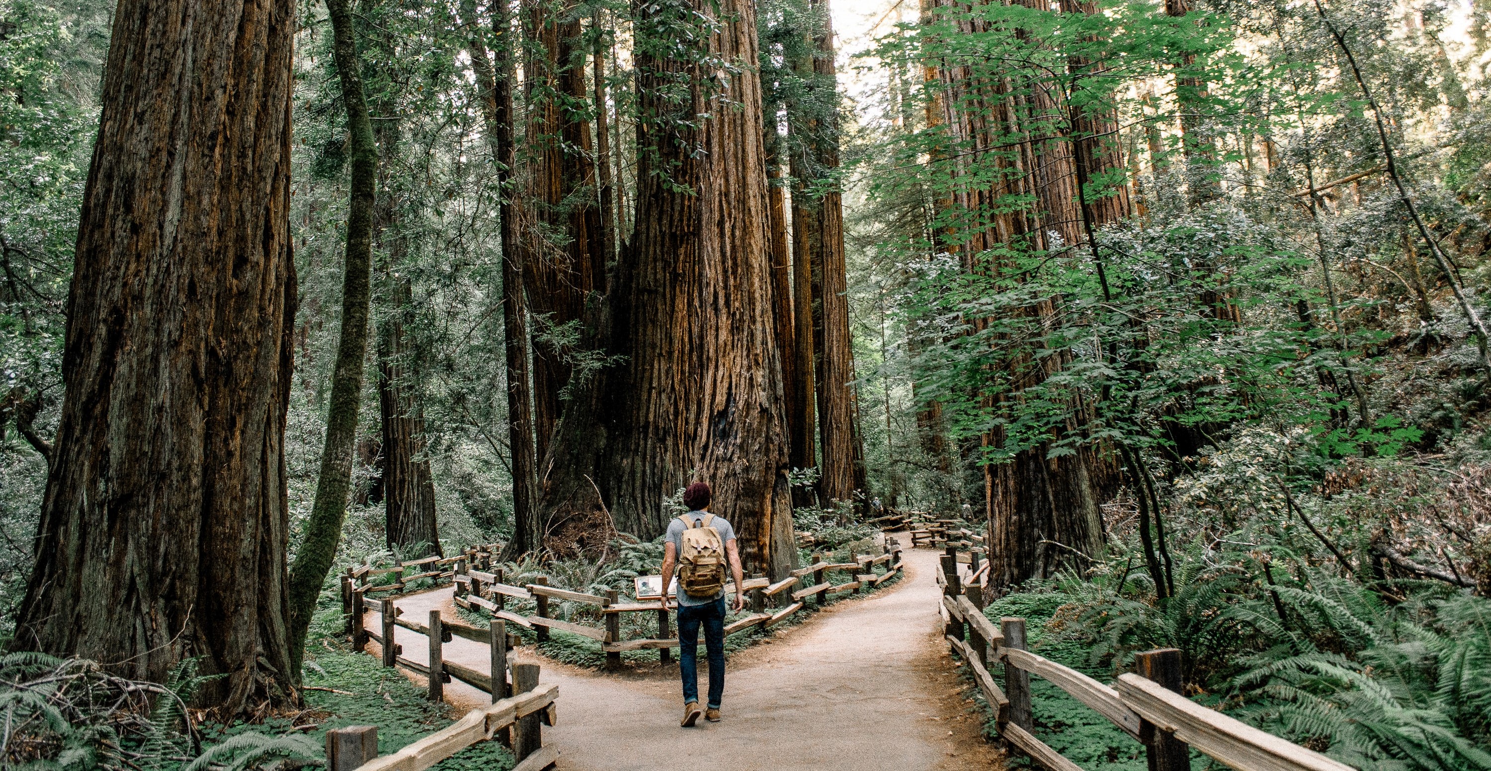 A hiker choosing between two wooden raised trail options in a dense forest