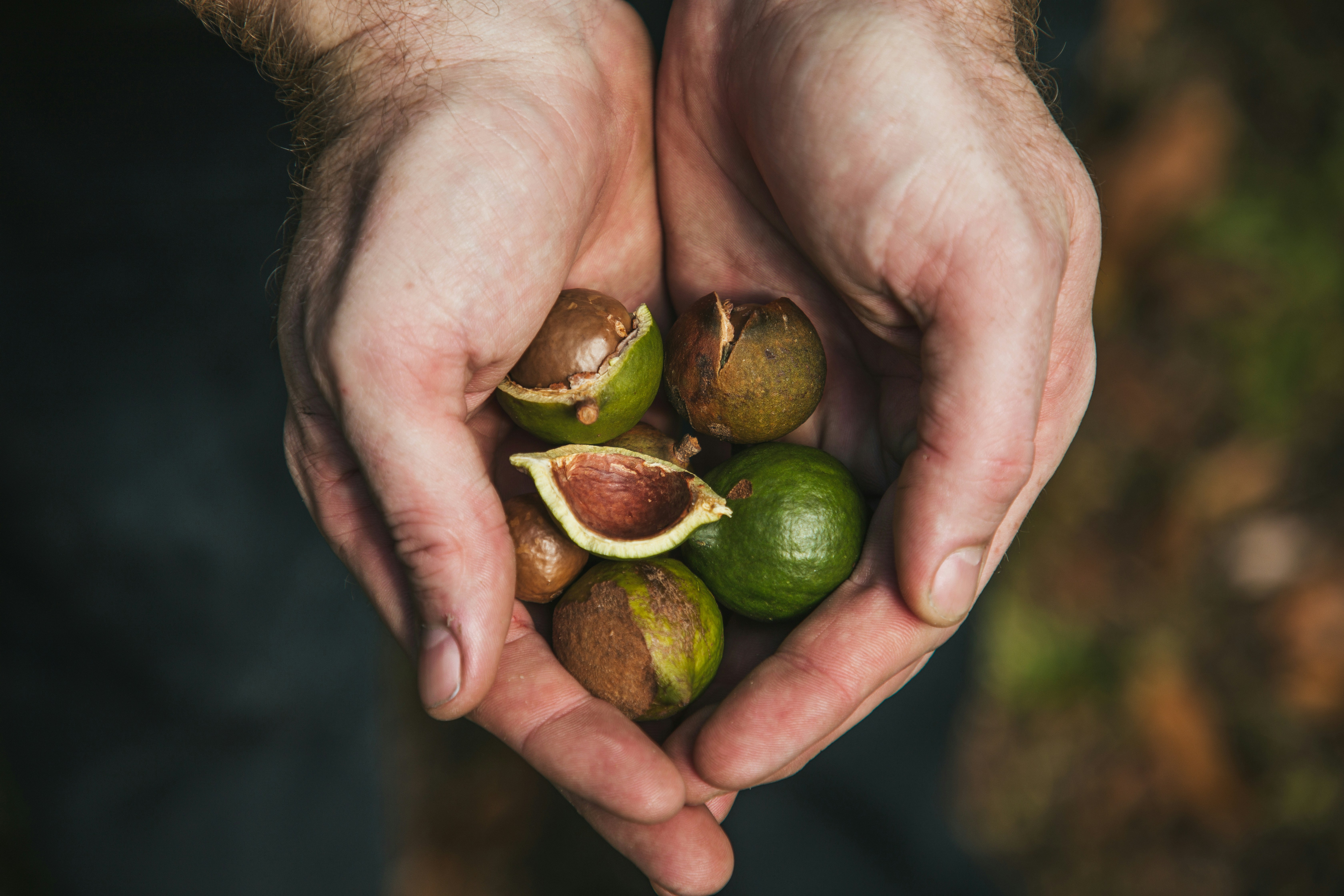 Hands holding macadamia nuts