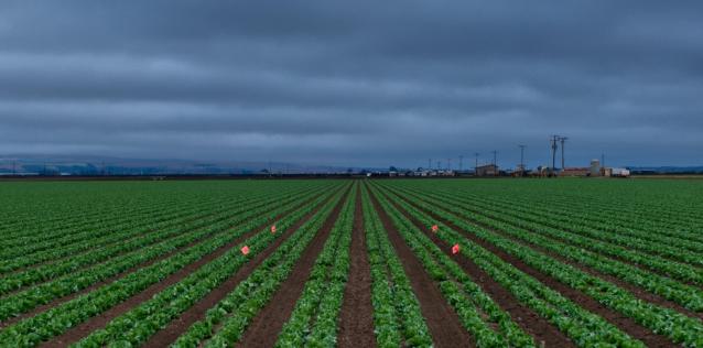 image of vegetable plant field