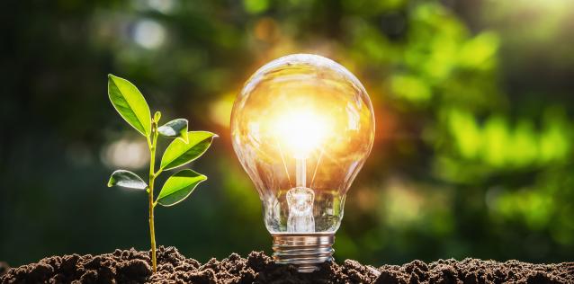 Energy light bulb and plant
