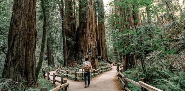 A hiker choosing between two wooden raised trail options in a dense forest