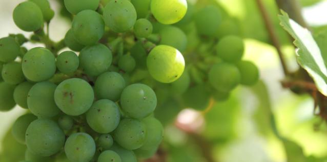 Here is an image of grapes.