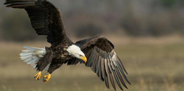 Eagle flying